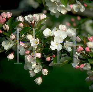 Picture of Malus hupehensis 