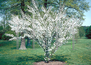 Picture of Malus hupehensis 