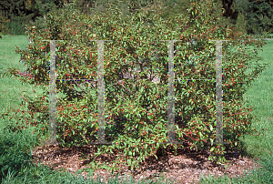 Picture of Malus x 'Jewelberry'