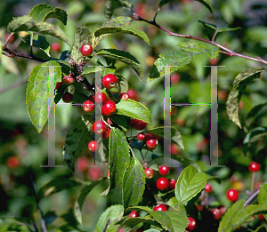 Picture of Malus x 'Jewelberry'