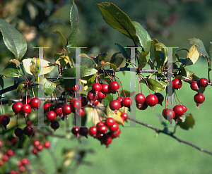 Picture of Malus x 'Prairifire'