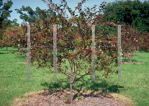 Picture of Malus x 'Prairifire'