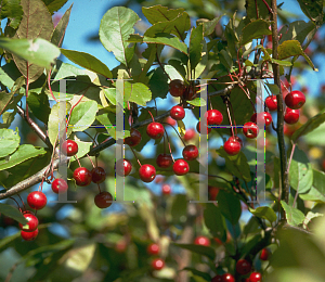 Picture of Malus x 'Profusion'