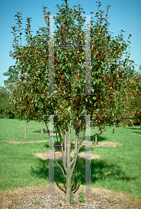 Picture of Malus x 'Red Barron'