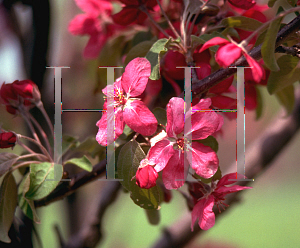 Picture of Malus x 'Red Barron'