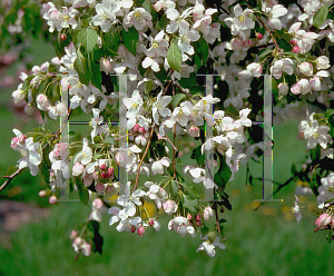 Picture of Malus x 'Red Jade'