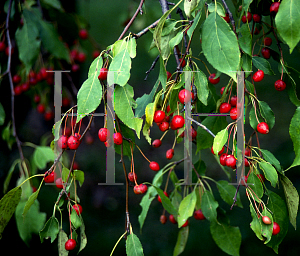 Picture of Malus x 'Red Jade'