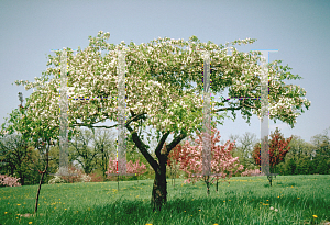 Picture of Malus x 'Red Jade'