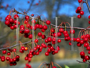 Picture of Malus x 'Jewelcole (Red Jewel)'