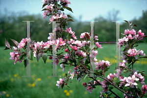 Picture of Malus x 'Red Splendor'