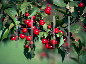 Picture of Malus x 'Red Splendor'