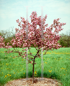 Picture of Malus x 'Red Splendor'