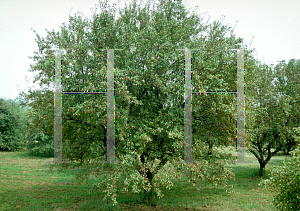 Picture of Malus x 'Red Splendor'