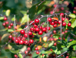 Picture of Malus x 'Robinson'