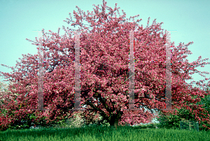 Picture of Malus x 'Robinson'