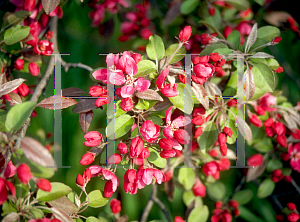 Picture of Malus x 'Robinson'