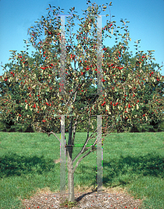 Picture of Malus x 'Selkirk'