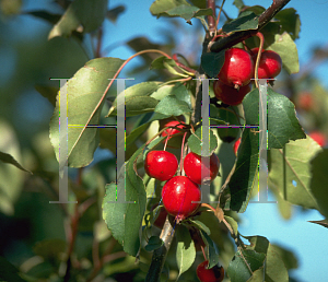 Picture of Malus x 'Selkirk'