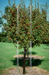 Picture of Malus x 'Silver Moon'