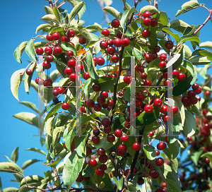 Picture of Malus x 'Silver Moon'