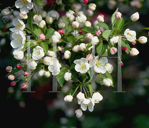 Picture of Malus x 'Snowdrift'