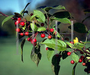 Picture of Malus x 'Snowdrift'