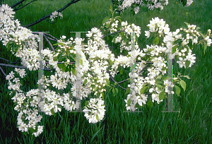 Picture of Malus x 'Spring Snow'