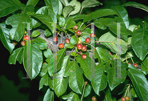 Picture of Malus x zumi var. calocarpa 