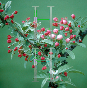 Picture of Malus x zumi var. calocarpa 