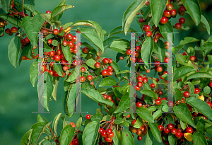 Picture of Malus x zumi var. calocarpa 