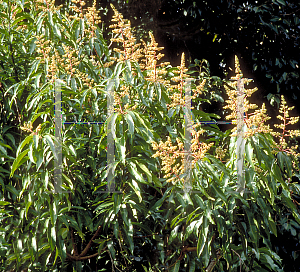 Picture of Mangifera indica 