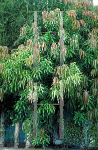 Picture of Mangifera indica 