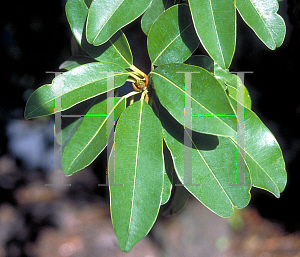 Picture of Manilkara zapota 