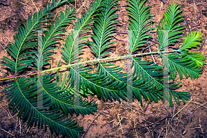 Picture of Metasequoia glyptostroboides 