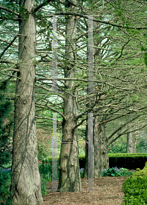 Picture of Metasequoia glyptostroboides 