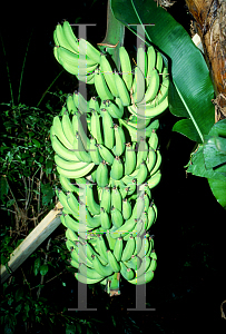 Picture of Musa spp. 