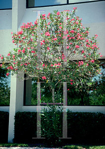 Picture of Nerium oleander 