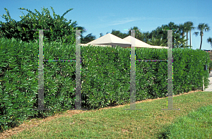 Picture of Nerium oleander 