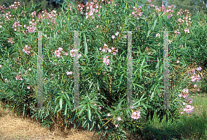 Picture of Nerium oleander 'Apple Blossom'