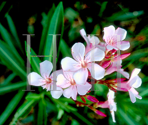 Picture of Nerium oleander 'Apple Blossom'