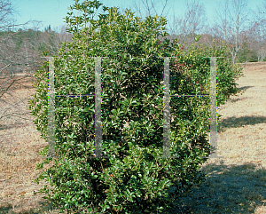 Picture of Osmanthus x fortunei 