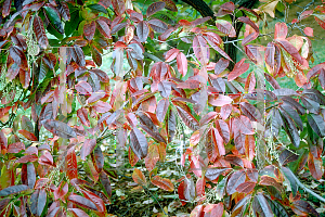 Picture of Oxydendrum arboreum 
