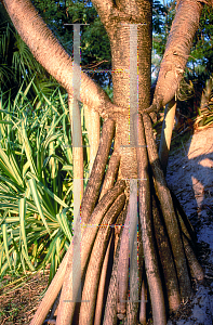 Picture of Pandanus utilis 