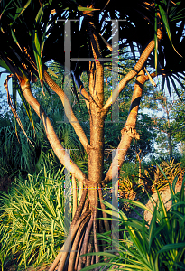 Picture of Pandanus utilis 