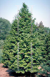 Picture of Parrotia persica 