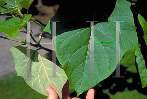 Picture of Paulownia tomentosa 