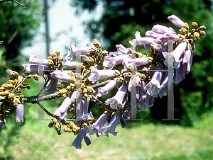 Picture of Paulownia tomentosa 