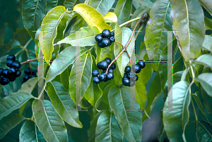 Picture of Phellodendron amurense 