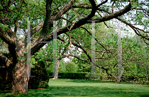 Picture of Phellodendron amurense 