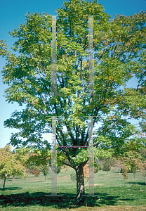 Picture of Phellodendron amurense 'Macho'